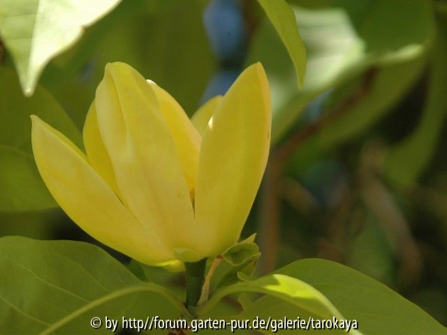 magnolia Yellow Bird2