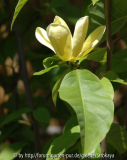 magnolia Yellow Bird