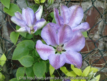 clematis vyvian pennall 2.jpg