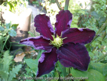 clematis mikelite 2.jpg