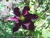 clematis mikelite.jpg