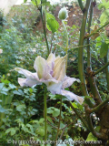 clematis louise rowe 3.jpg