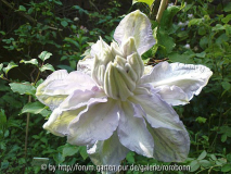 clematis louise rowe 5.jpg