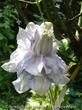 clematis louise rowe 4.jpg