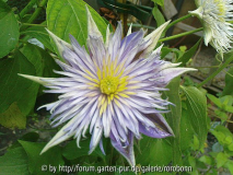 clematis crystal fountain 3.jpg