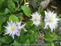 clematis crystal fountain 2.jpg