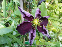 clematis niobe und nicht mikellitte.jpg