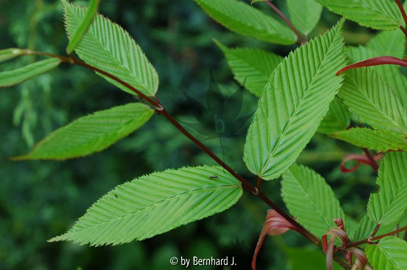 Acer carpinifolium - Hainbuchenblättriger Ahorn