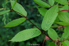 Acer carpinifolium - Hainbuchenblättrige