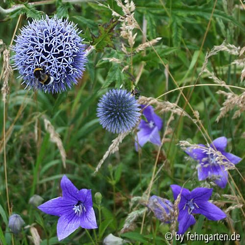 echinops ballonblume