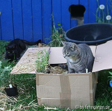 (katzen)minzenlieferung