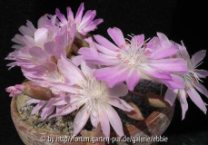 Lewisia rediviva