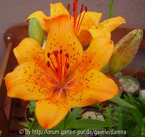 Lilium x hollandicum / umbellatum