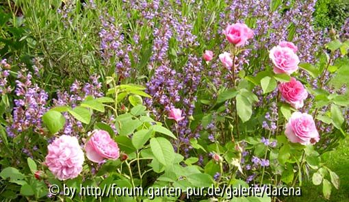 Reine des Centfeuilles und Gertrude Jekyll