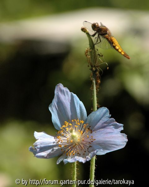 meconopsis/libelle