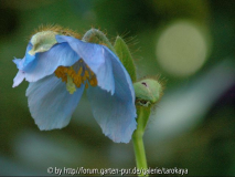 meconopsis 5/08