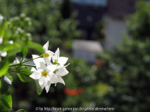 Solanum Jasminoides