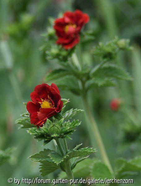 Potentilla-Hybride 