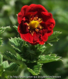 Potentilla-Hybride "Emile", Bl