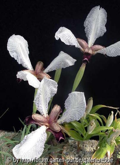 Iris paradoxa var. choshap