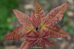 Acer elegantulum