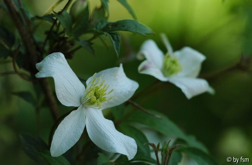 Clematis