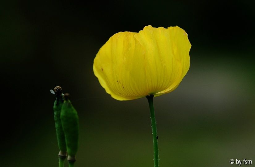 Papaver