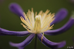 Clematis aromatica