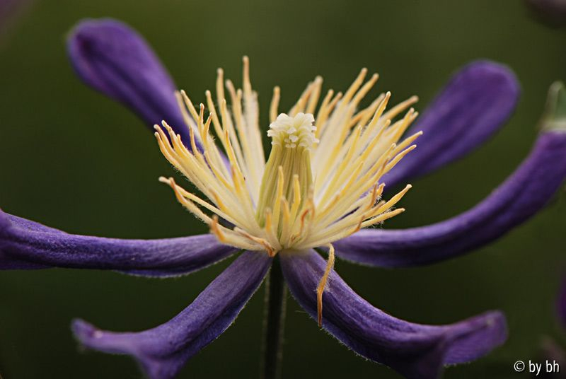 Clematis aromatika schärfer