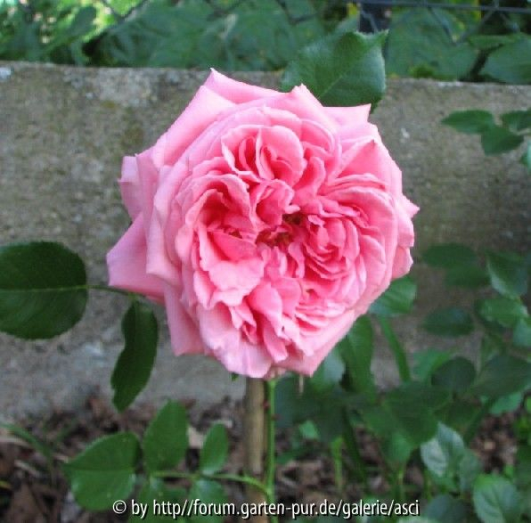 unbekannte Rose