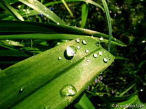 Wassertropfen rasant