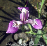 Iris versicolor _Vernal