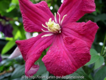 Clematis_3