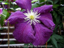 Clematis_2