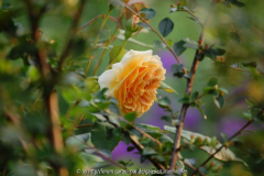 Crown Princess Margareta