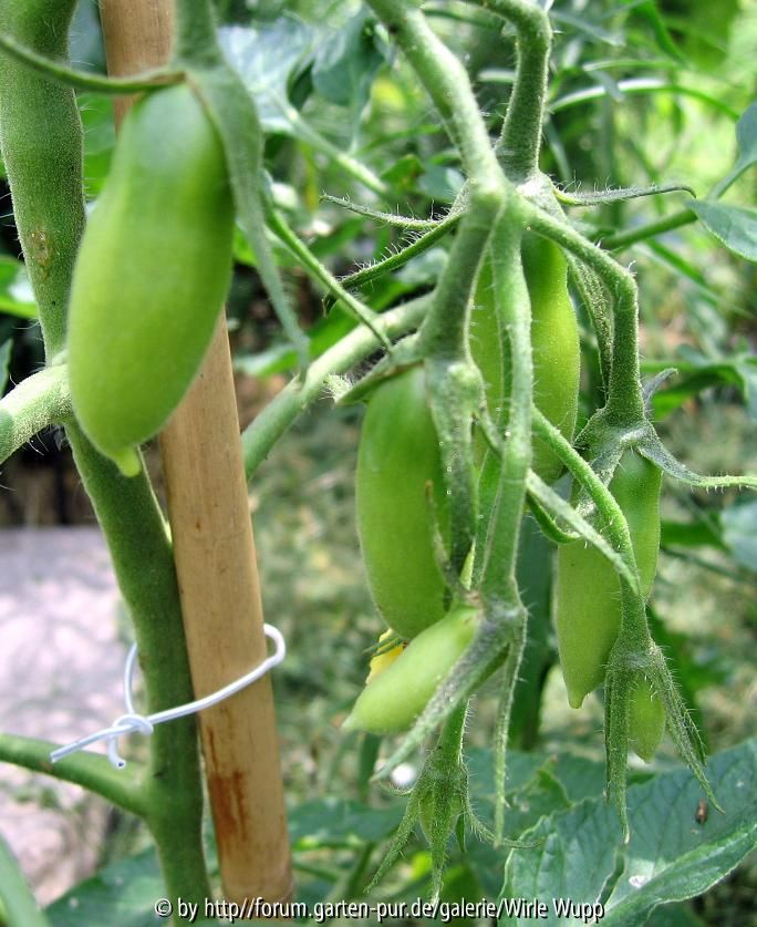 Längliche Tomate