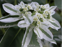 euphorbia marginata