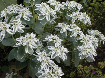 euphorbia marginata -- gesamt