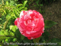 Unbekannte Rose rot weiß 1