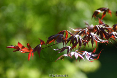 Acer palmatum 'Trompenburg'