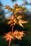 Acer palmatum 'Sangokaku'