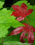 Acer Atropurpureum