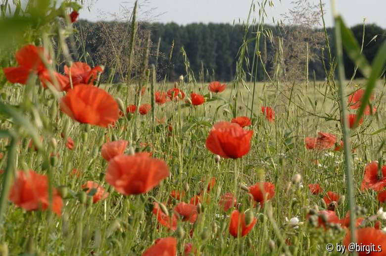 Klatschmohn I