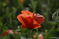 Klatschmohn II