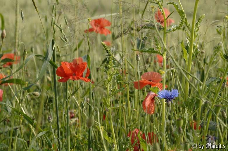 Klatschmohn III