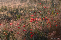 Mohn abends