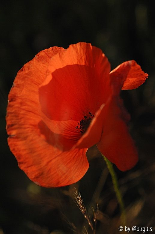 Mohn IV