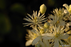 Clematis