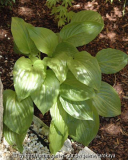 hosta plantaginea venus