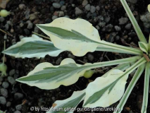 hosta ground master2